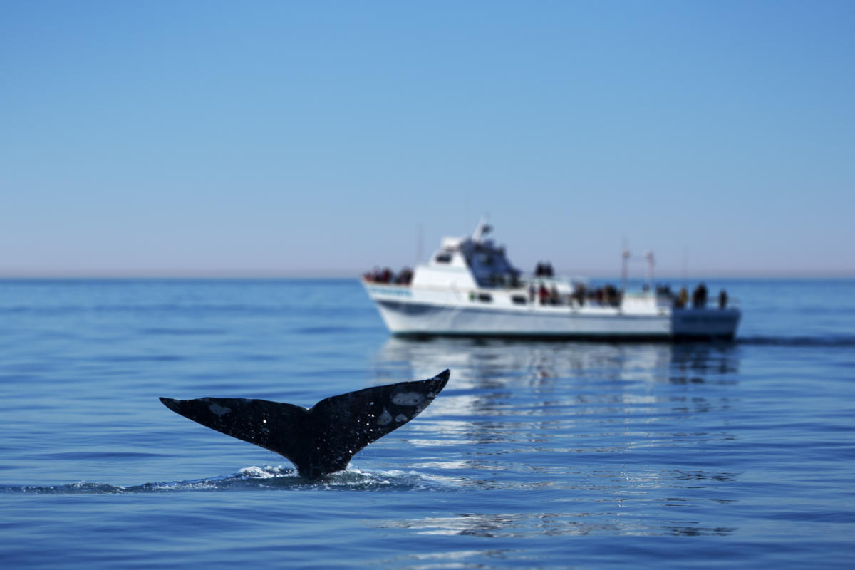 whale watching