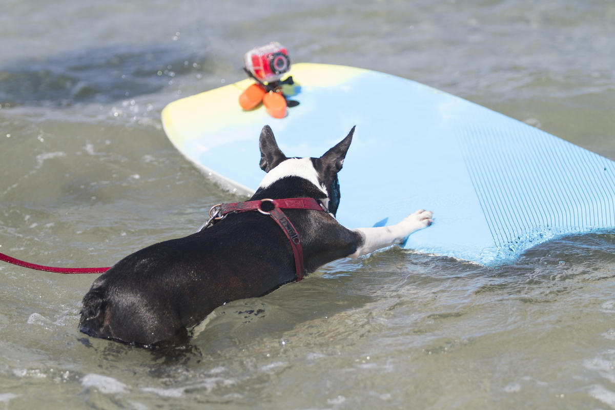 Dog Surfing San Diego