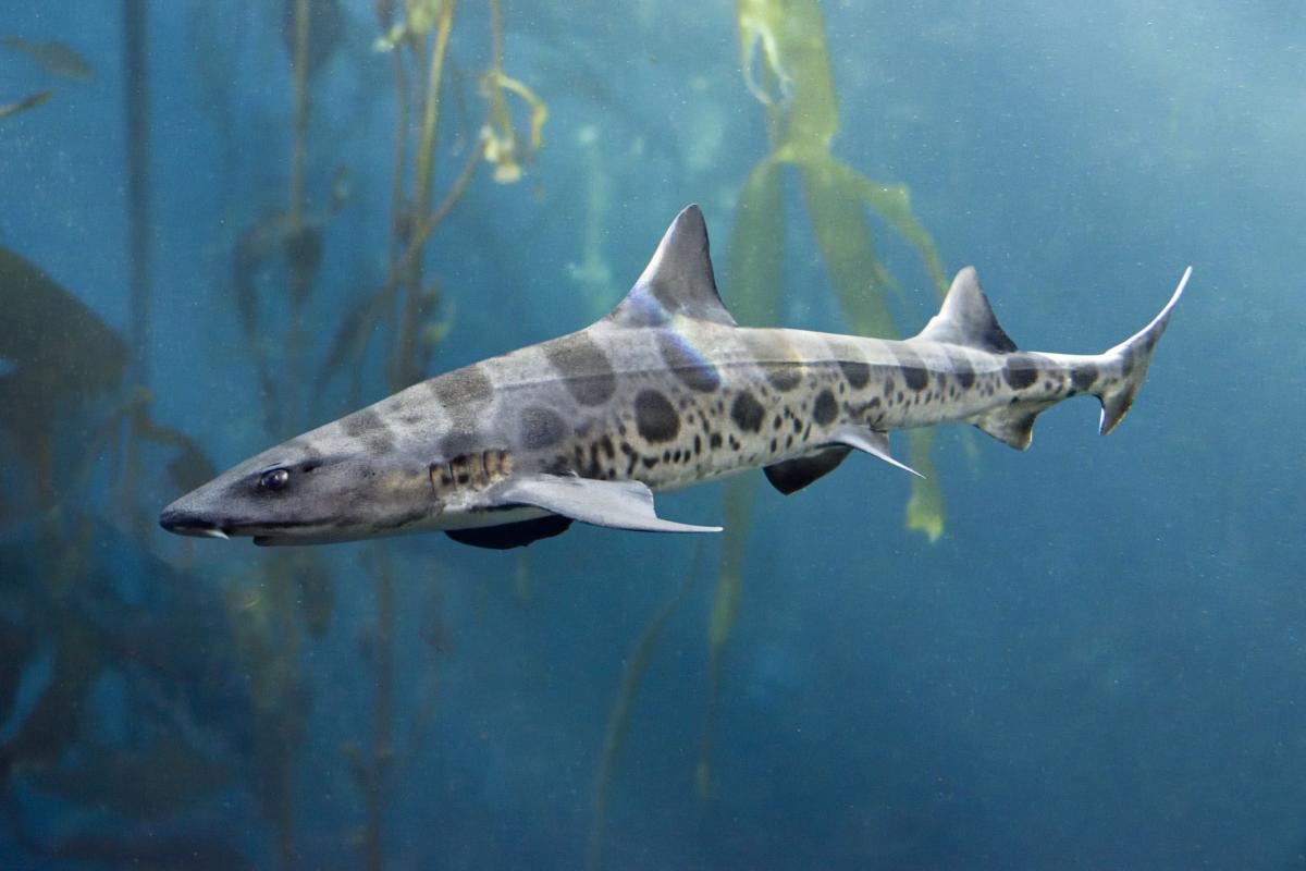 Snorkeling With Leopard Sharks San Diego