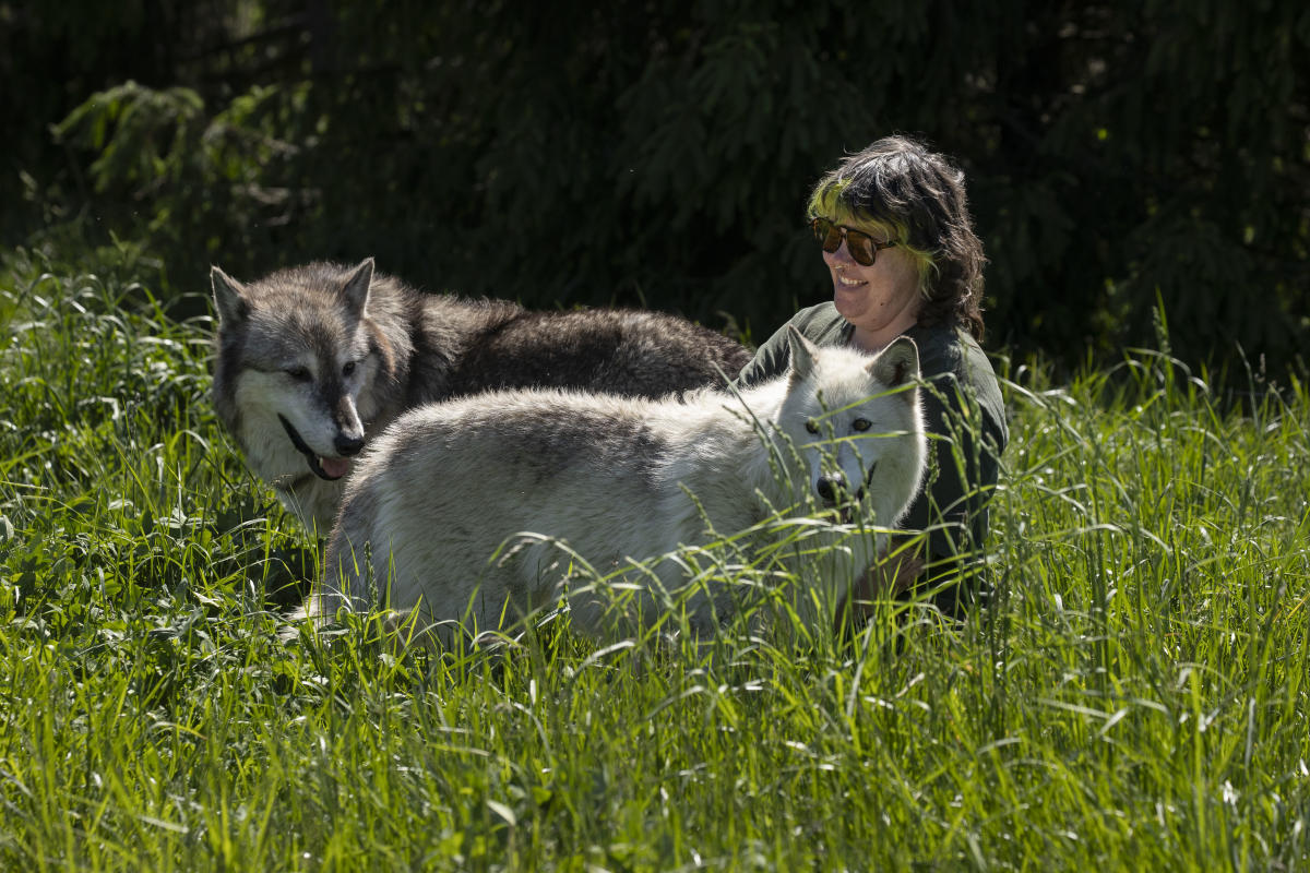 Wolf Park - Nikki Yoder with wolf