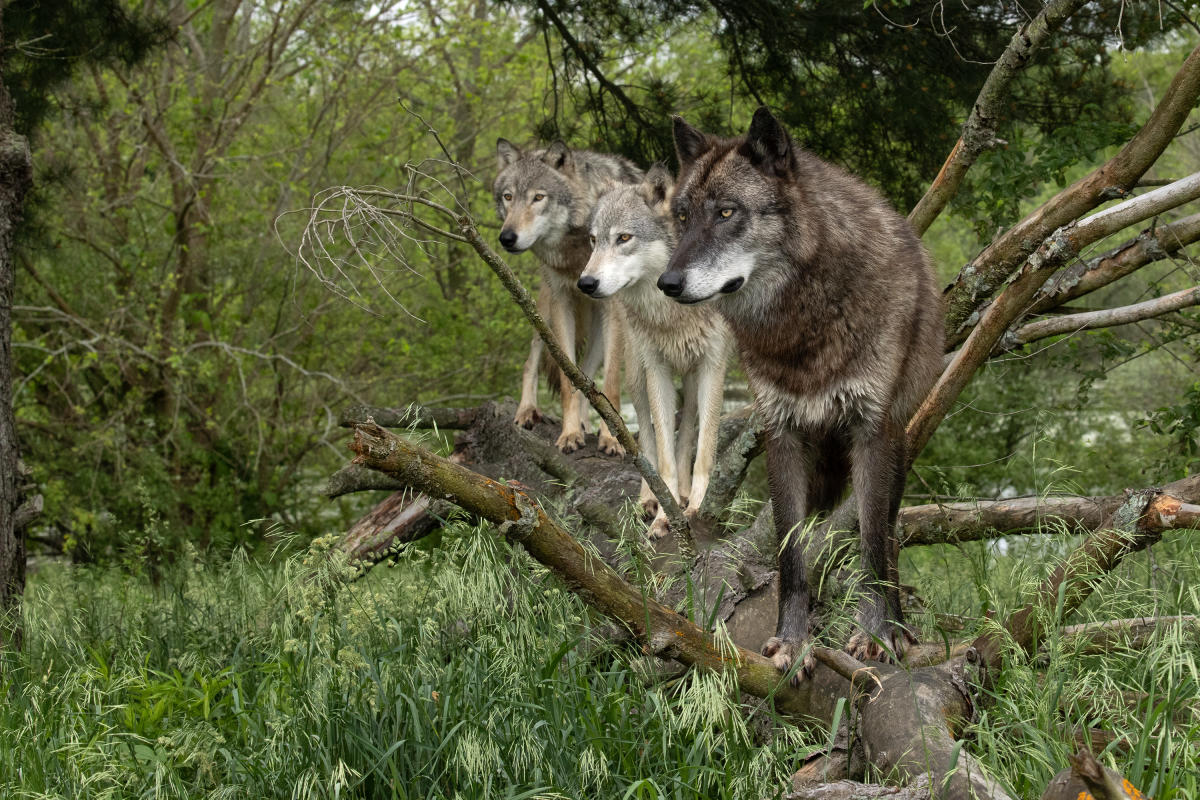 Wolf Park