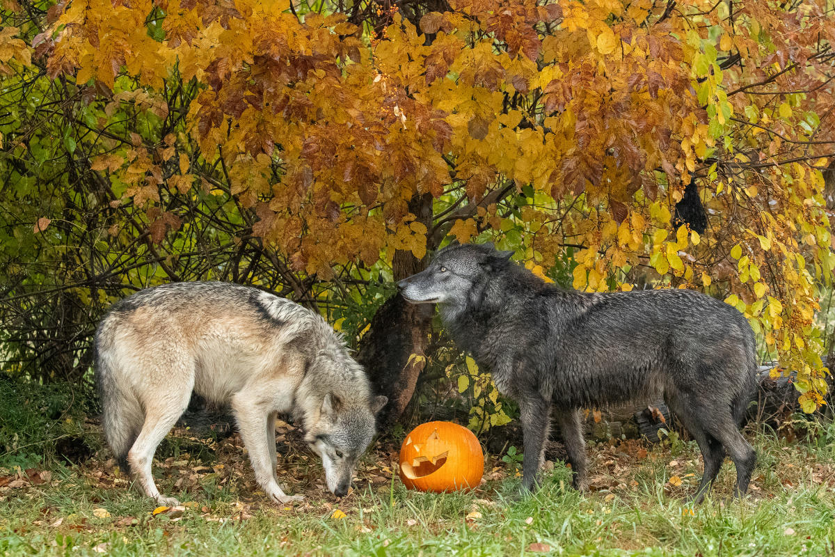 Wolf Park Fall