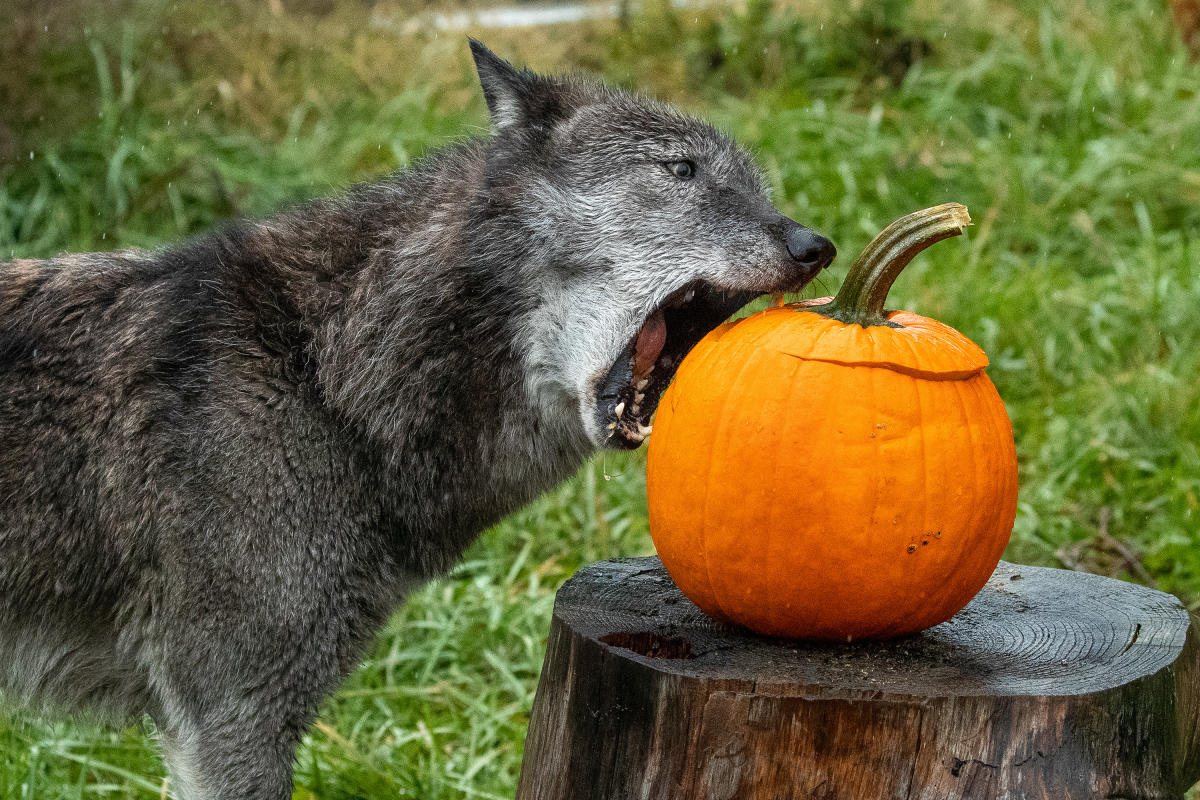 Wolf Park Halloween