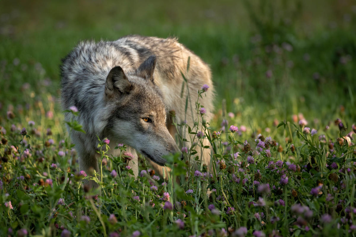 Wolf Park
