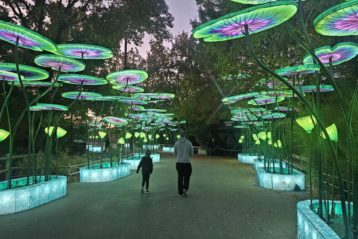 Asian lanterns illuminate a tunnel at Wild Lights