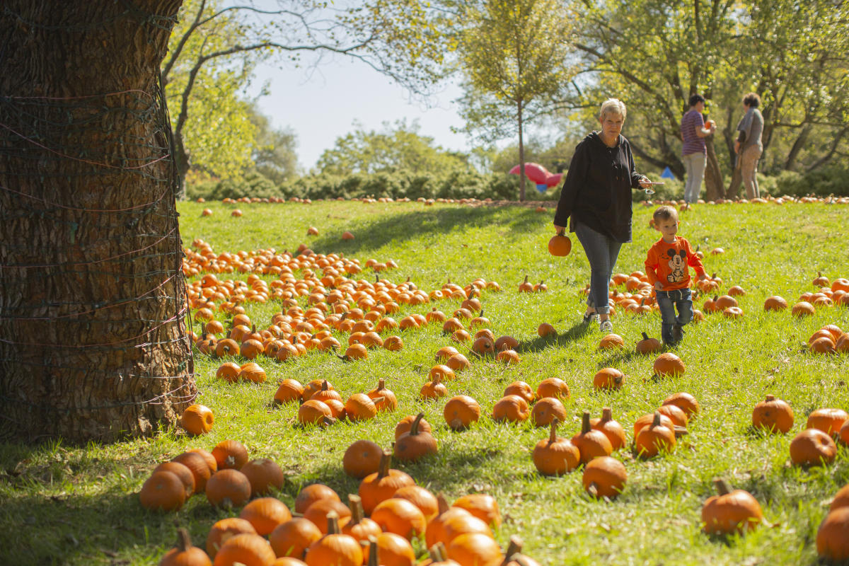 A woman looks for pumpkins at Botanica Wichita with a little girl.
