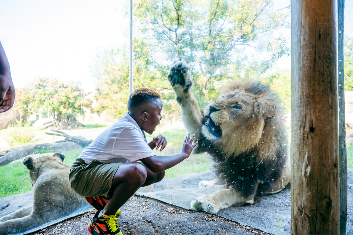 A boy reacts as a lion roars at him inside his enclosure at the Sedgwick County Zoo.