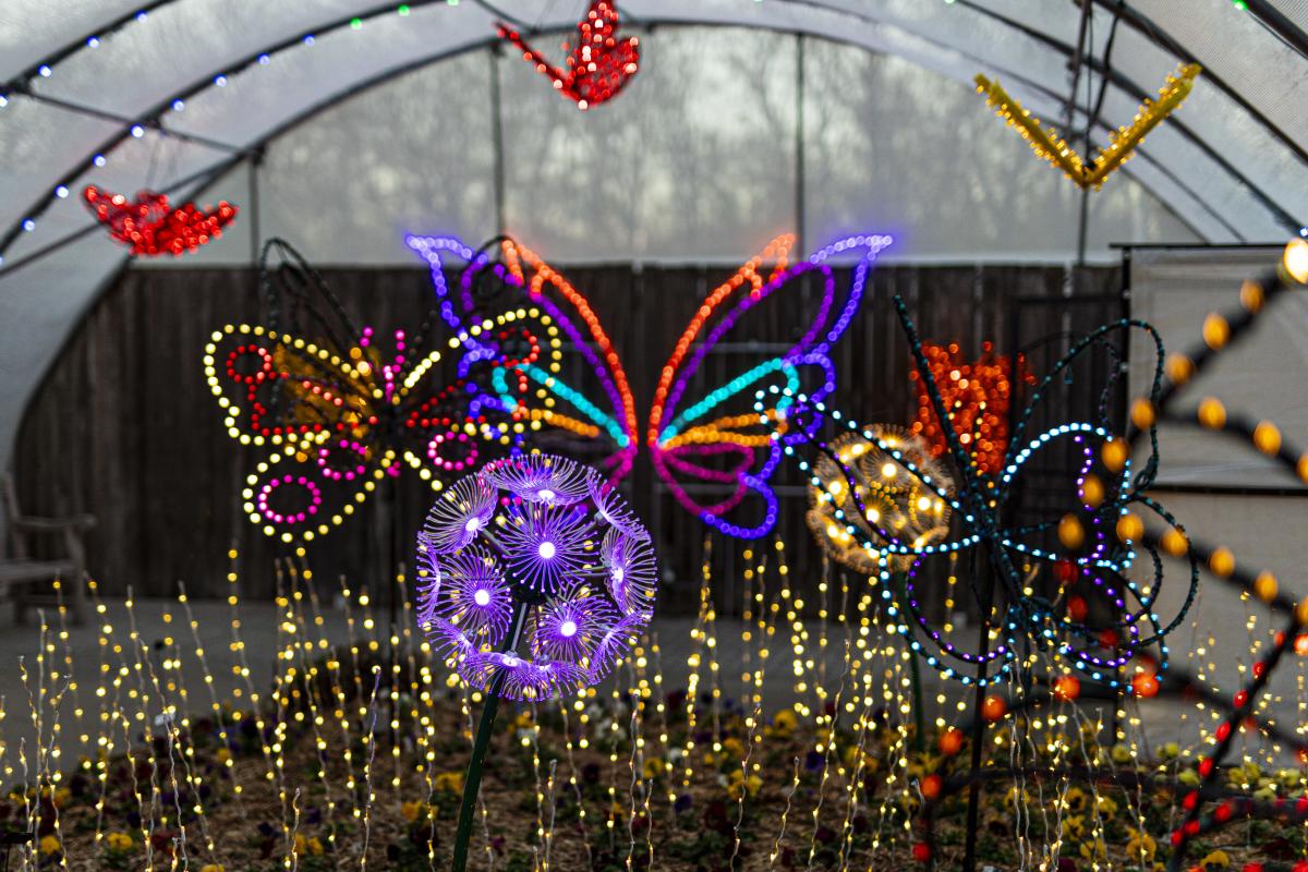 Butterfly sculptures are lit at Botanica during Illuminations