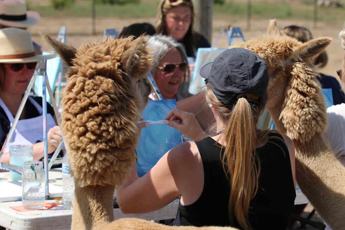 People paint outside with alpacas at Lazy Moon Ranch