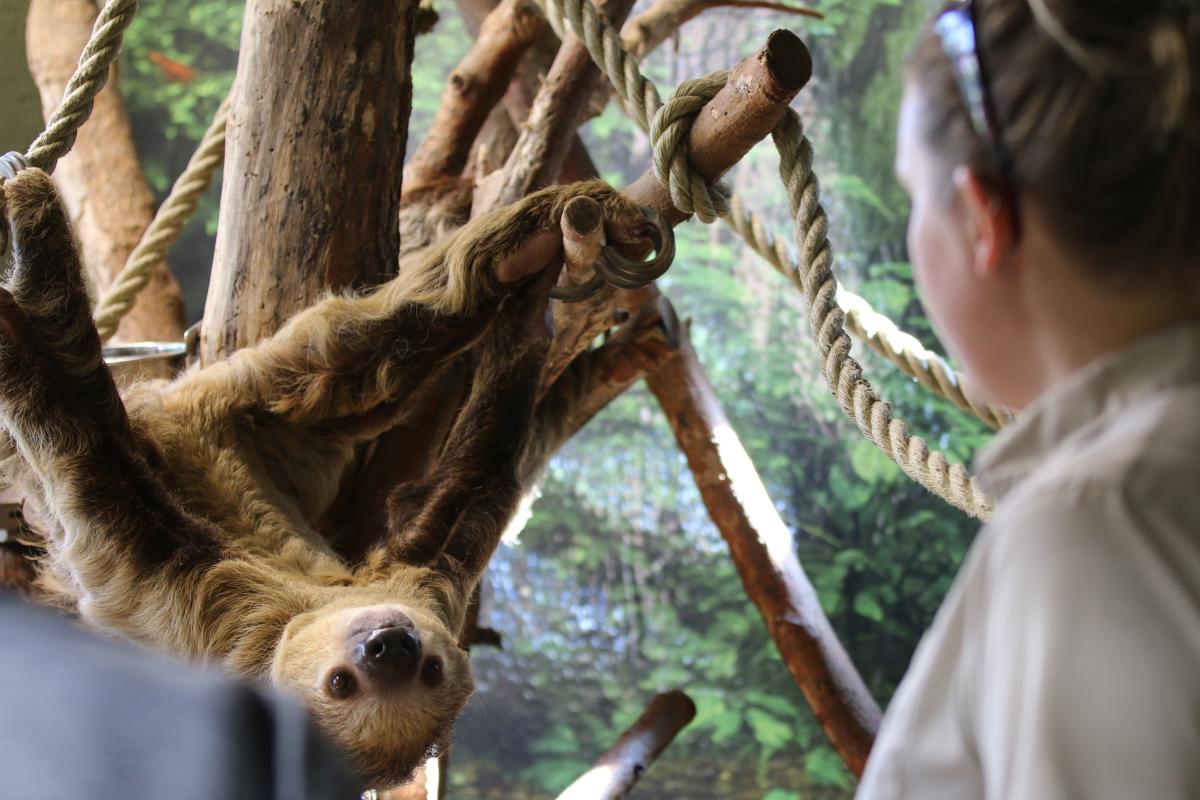 A person enjoys an encounter with a sloth at Tanganyika Wildlife Park.
