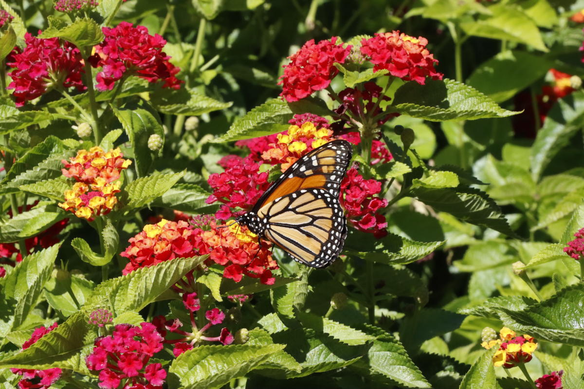 A monarch butterfly rests on a flower at Botanica Wichita