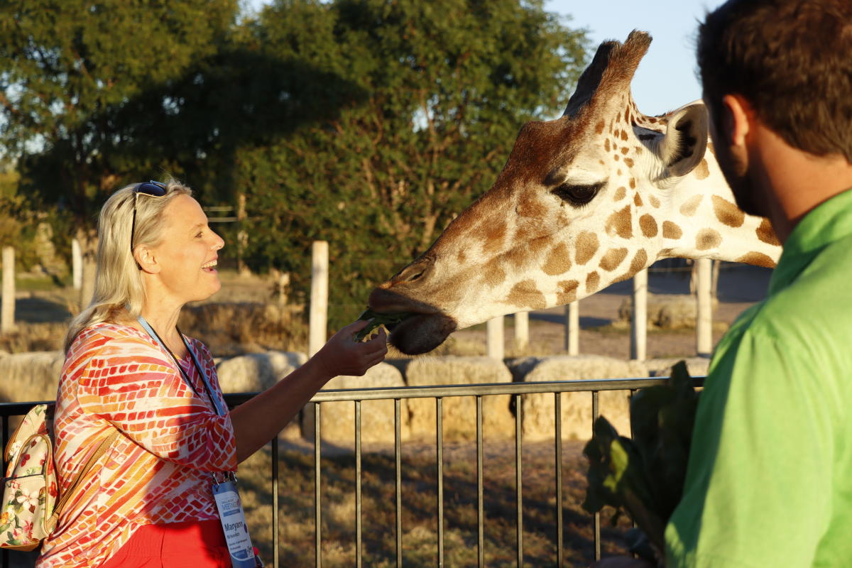 A woman feeds a giraffe at Tanganyika Wildlife Park