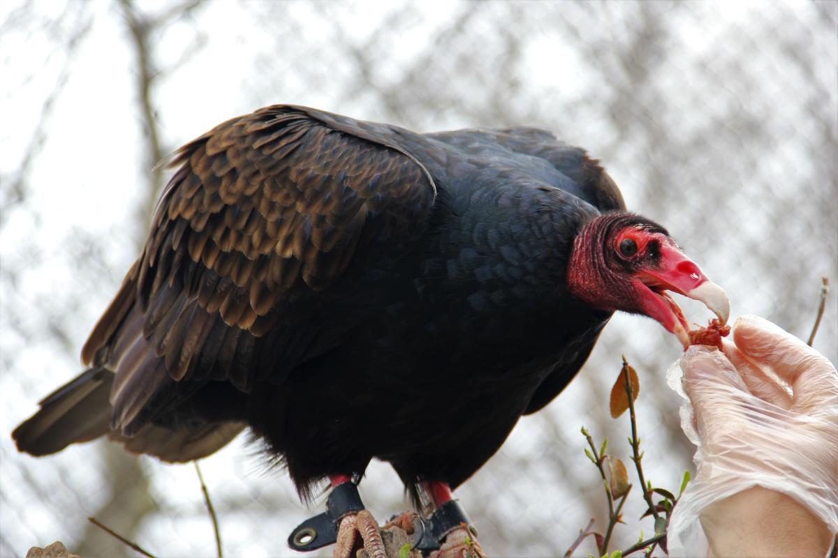 A vulture eats from a keeper's hand at the Central Riverside Zoo in Riverside Park