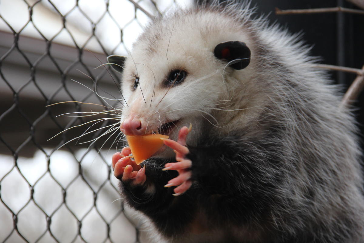 A opossum eats a piece of fruit in its enclosure at the Kansas Wildlife Exhibit