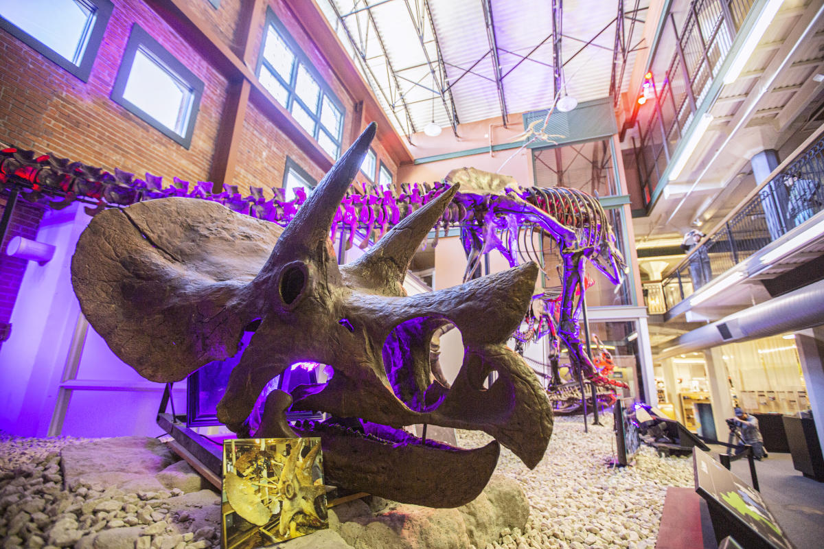 A fossil sits on display at Museum of World treasures