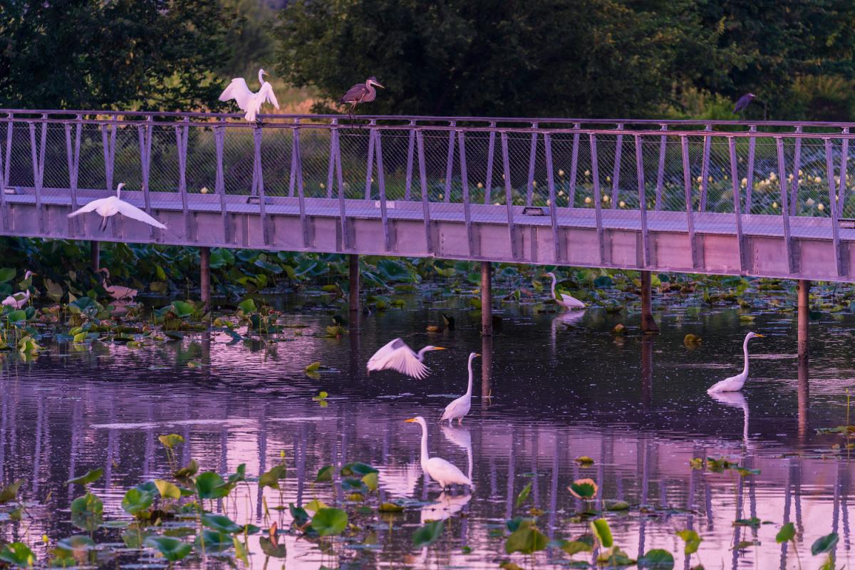 Pracht Wetlands Park