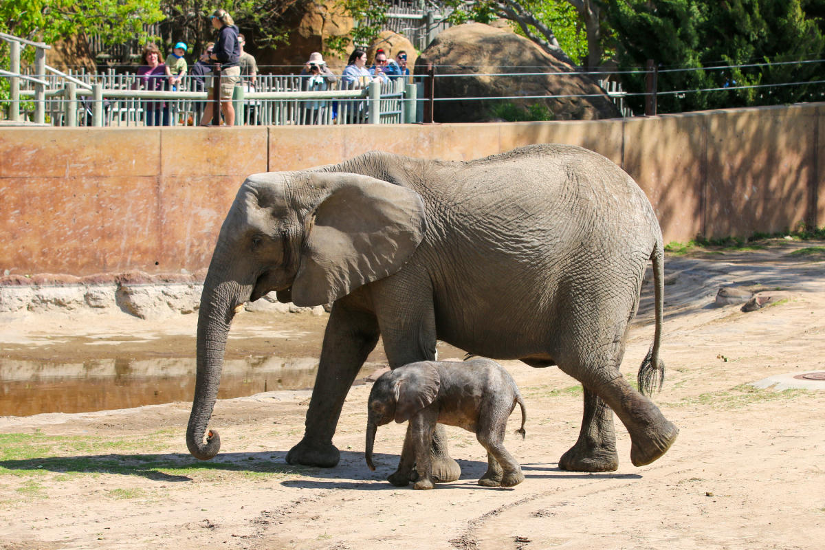 A baby elephant walks alongside his mother outside in its enclosure at the Sedgwick County Zoo in Wichita, KS