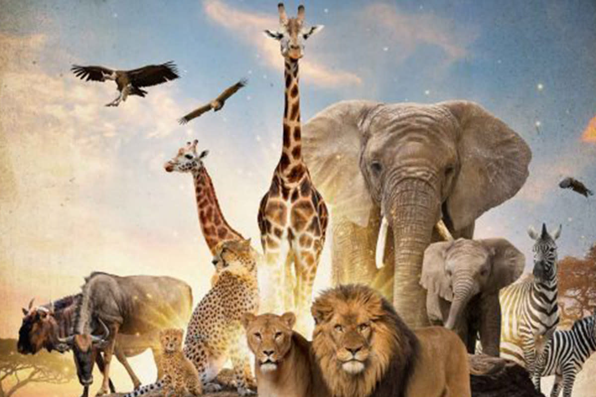 Animals of the Serengeti are pictured on an image to promote the movie showing in the dome threater at Exploration Place