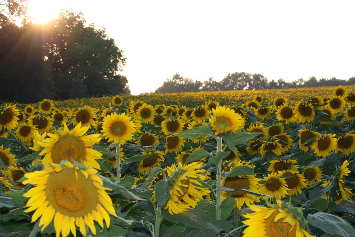 Sunflower Field with sun