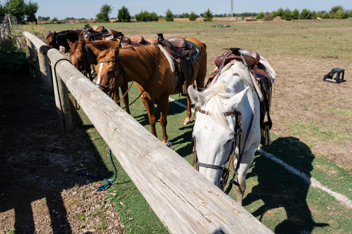 Horses at Diamond Springs Ranch