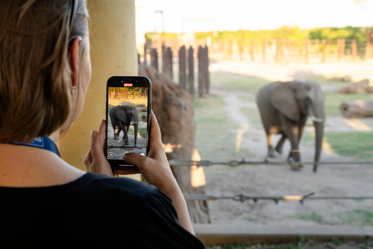 A TBEX meeting attendee takes a photo of an African Elephant at the Sedgwick County Zoo.