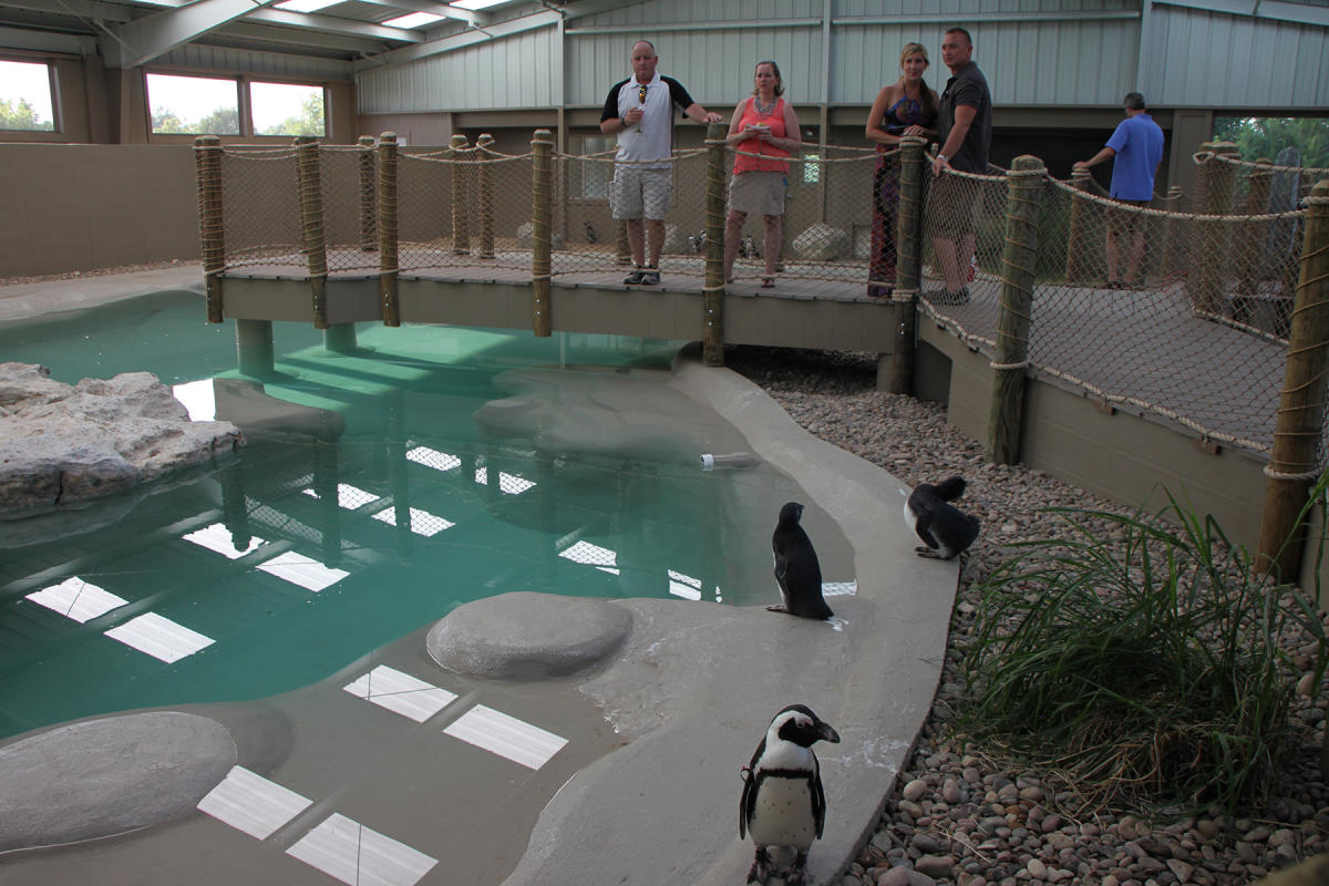 Visitors at Tanganyika Wildlife Park watch penguins in their enclosed habitat
