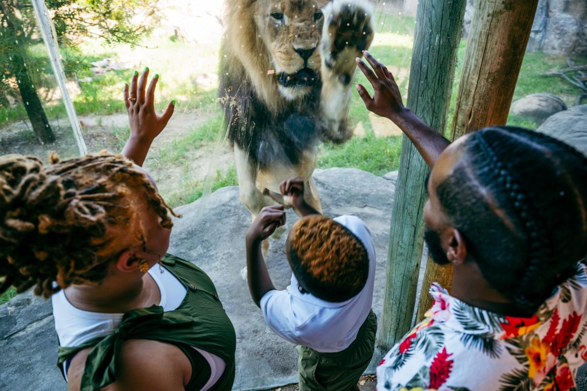 A family looks at a lion at the Sedgwick County Zoo.