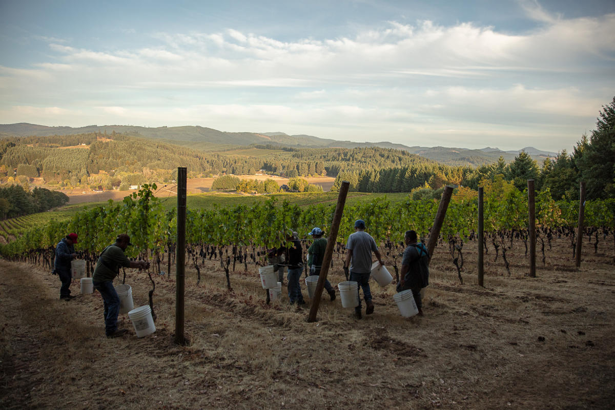 Walnut Ridge Vineyard - Harvest Crew among the vines