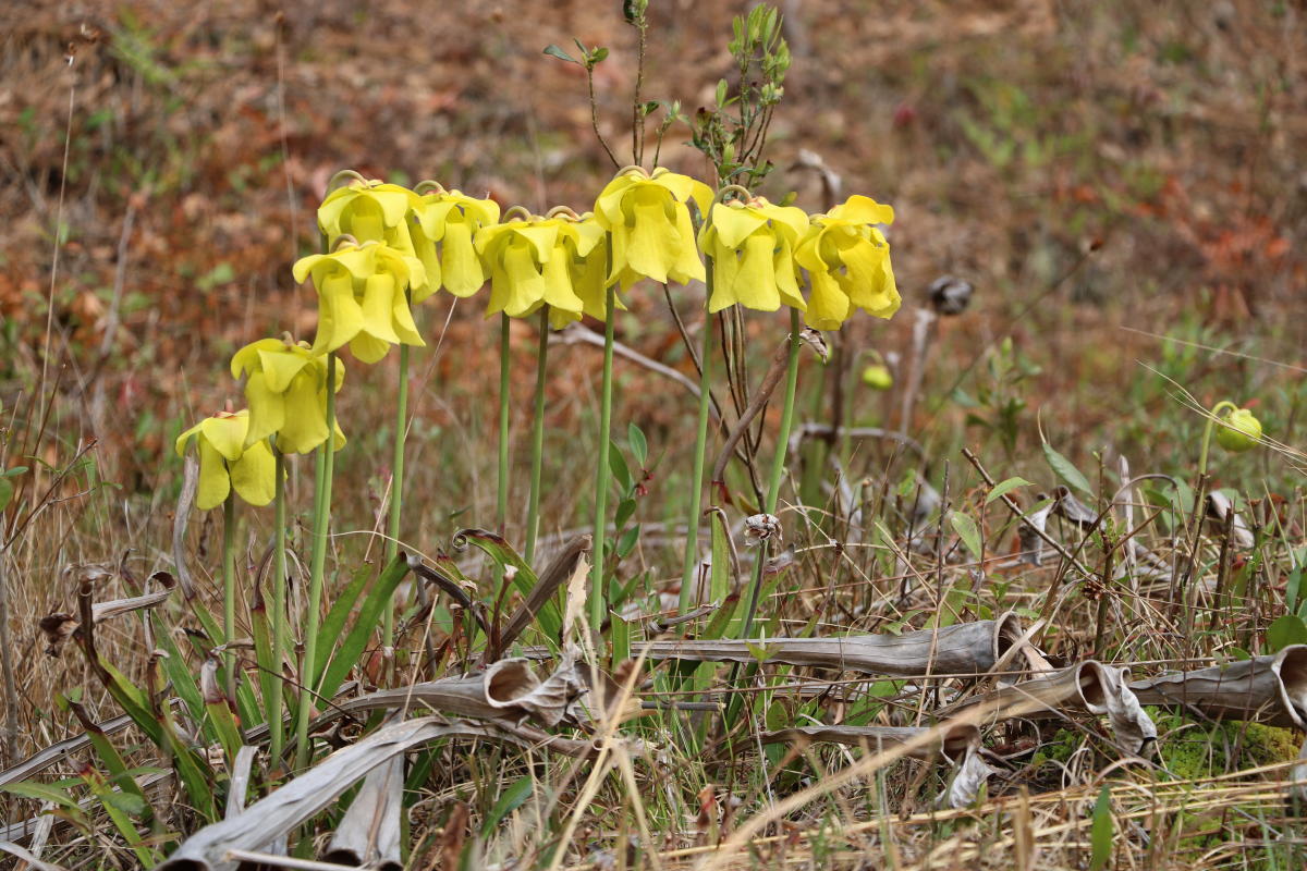 Yellow pitcher plant blooms at Stanley Rehder Carnivorous Plant Garden in Wilmington, NC