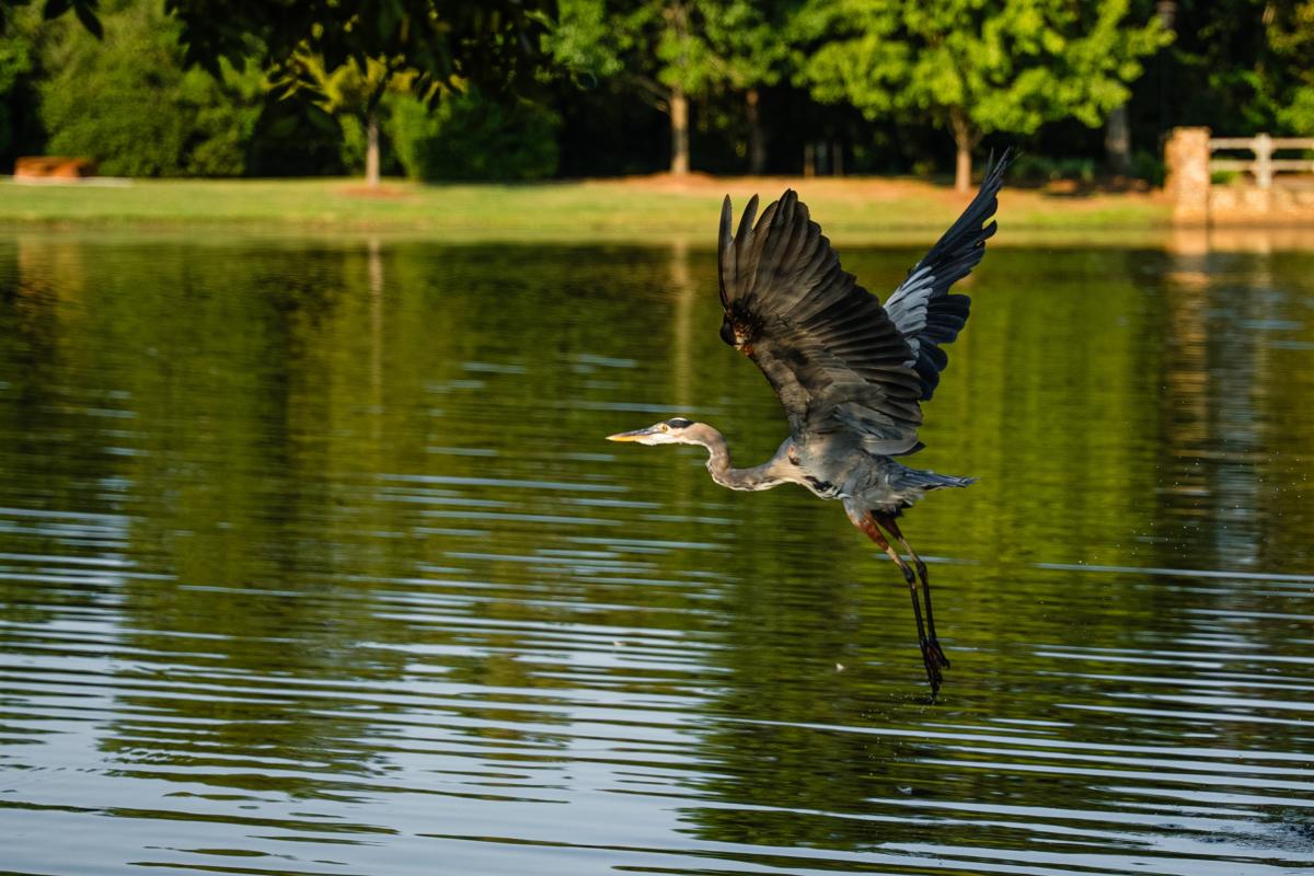 A Great Blue Heron bird takes flight over the water at Rob Fleming Park.