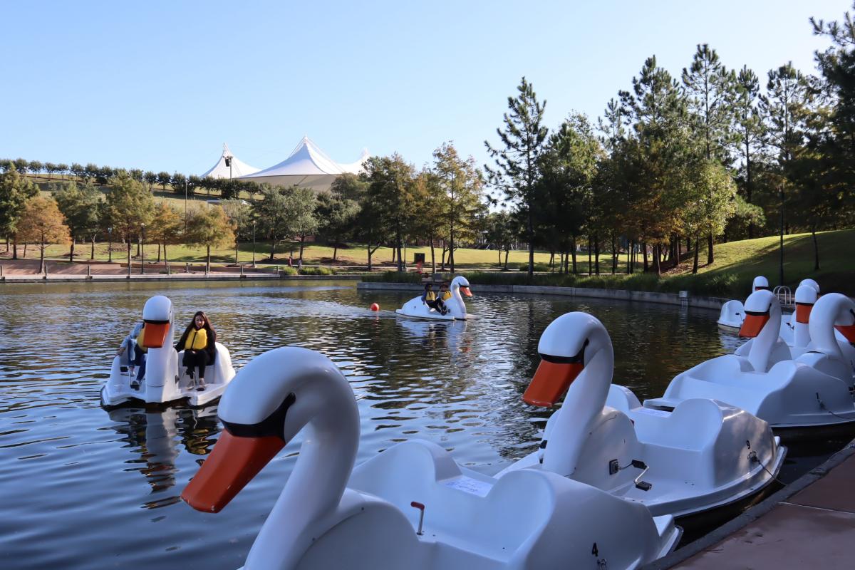 Swan Boats on The Woodlands Waterway