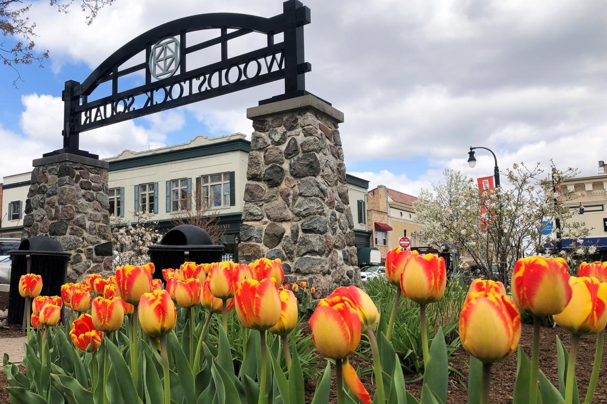Orange and yellow tulips