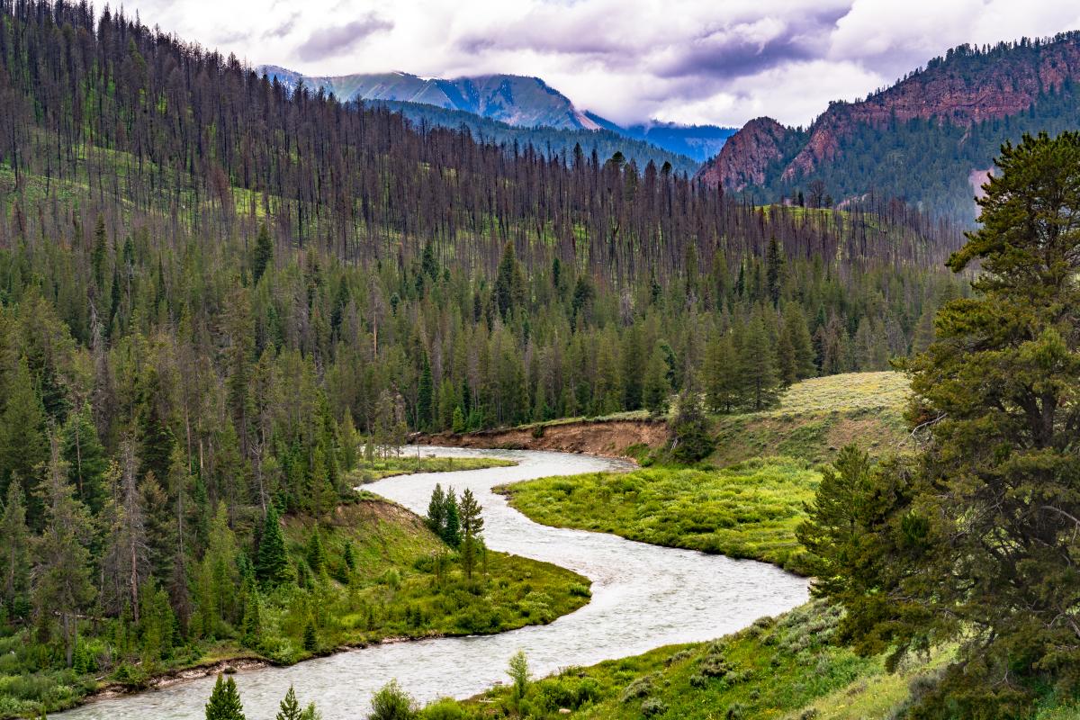 The Hoback River winds through a lush valley in the Bridger-Teton National Forest, flanked by green meadows and hillsides of dense evergreens and fire-scarred trees under a moody, clouded sky.