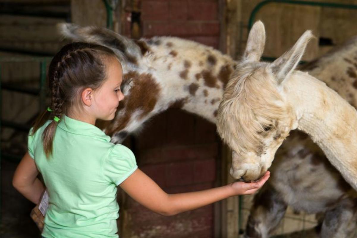 Children Petting An Alpaca 