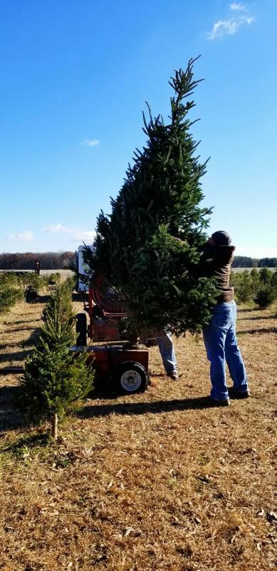 Traditions Tree Farm, Rochester
