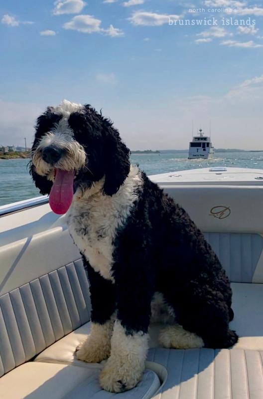 A black and white curly haired dog on a boat