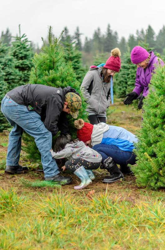 Family picking and cutting a Christmas Tree at a Tree Farm in Half Moon Bay