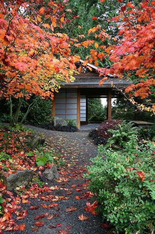 Bellevue Botanical Garden Tateuchi in Autumn