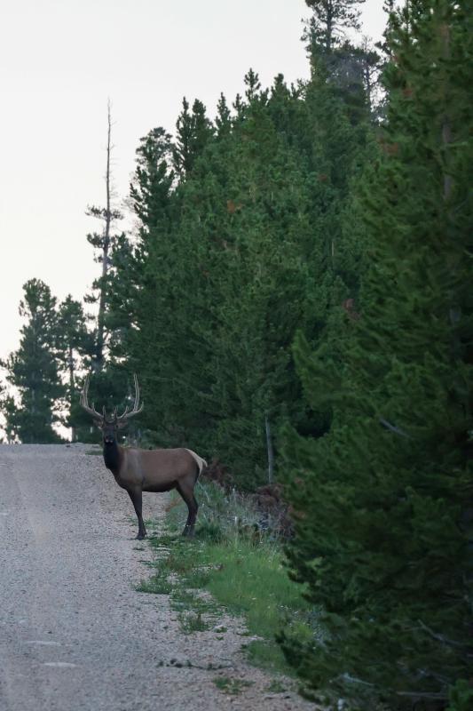 Experience Laradise in Any Season - Elk - Brian Harrington