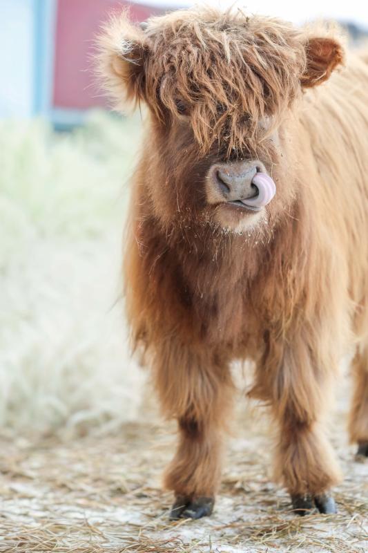 udderly ridiculous highland cow