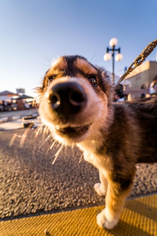 Corgi Casper, Wyoming