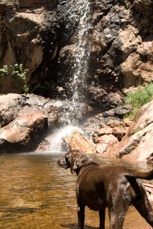 Horsetooth Falls With Dog