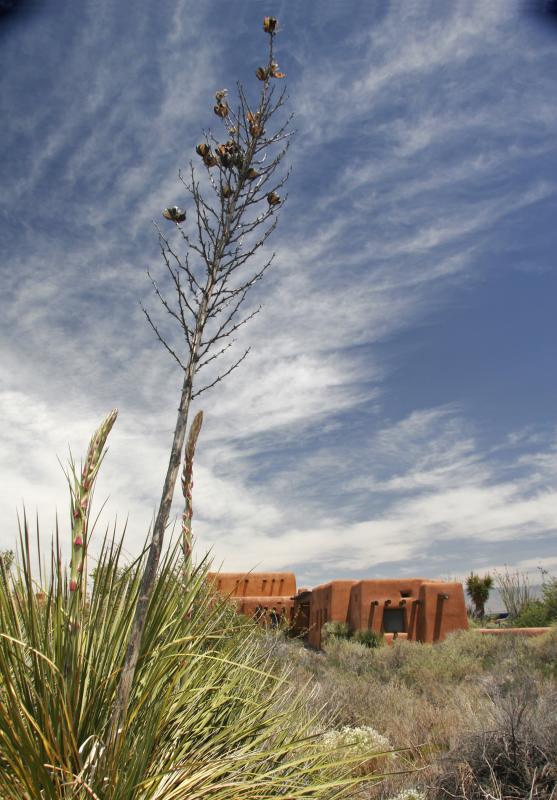 New Mexico Yucca