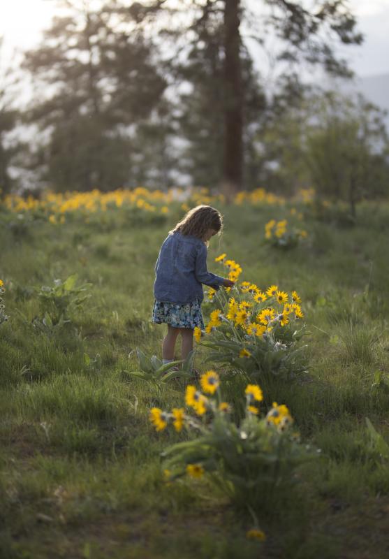 Knox Mountain Arrowleaf Balsamroot Flowers 1