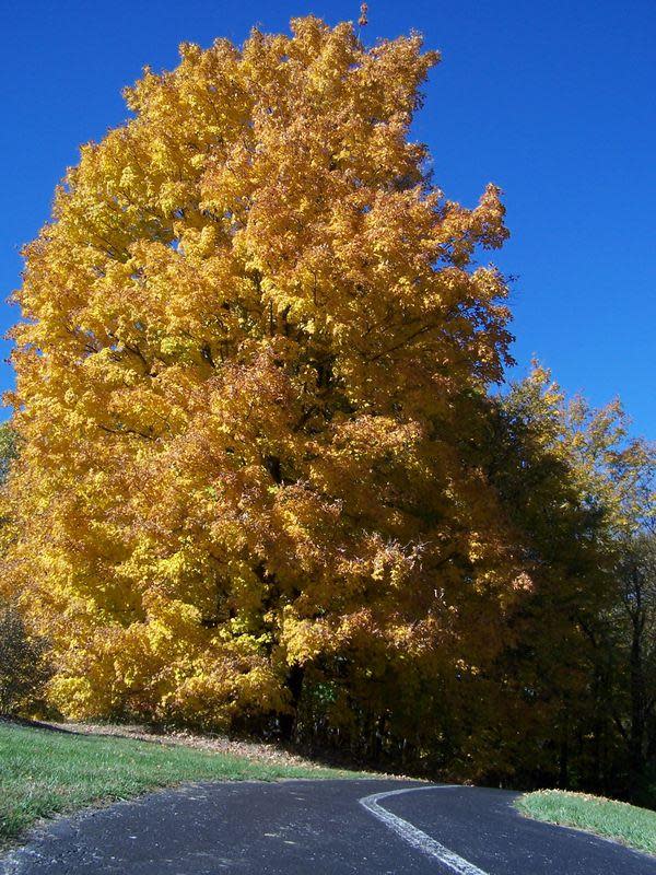 Boone County Arboretum (photo: Cincinnati Enquirer)