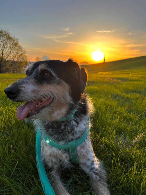 Nala Ohio River Greenway Dog Pet