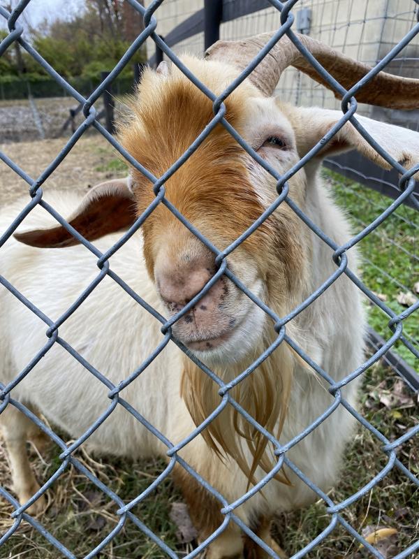 Goats Ray Lawrence Park Denise Bike