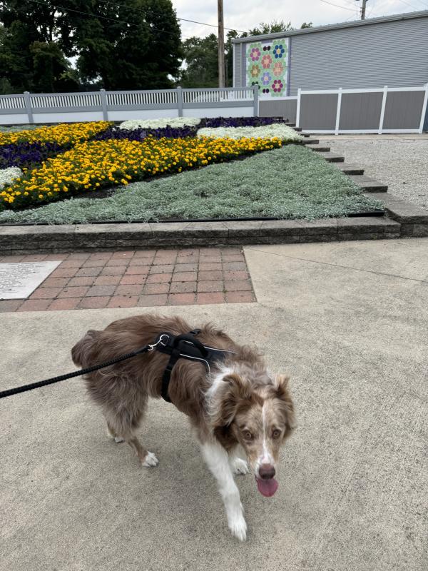 Pet friendly outdoor at the Quilt Gardens