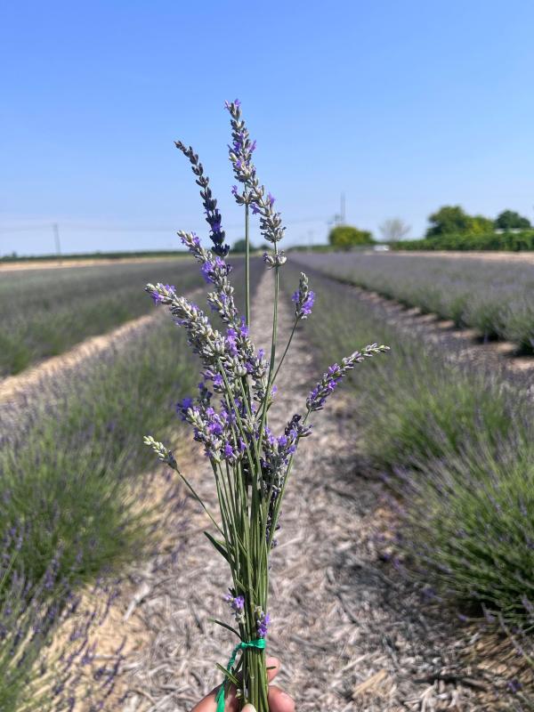 Lavender Farm