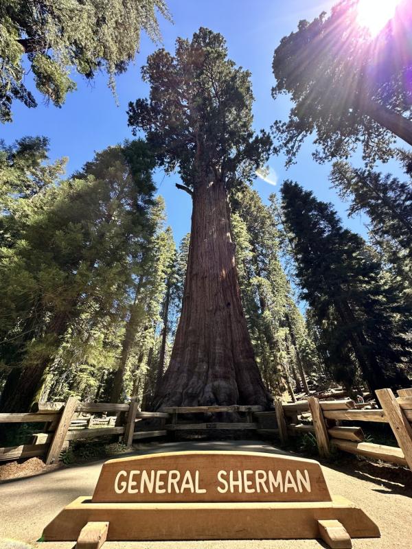 General Sherman Tree Trail